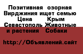 Позитивная, озорная Вирджиния ищет семью › Цена ­ 1 - Крым, Севастополь Животные и растения » Собаки   